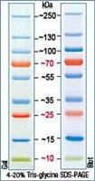 Fermentas预染蛋白Markers和Ladders sm1811和sm1812