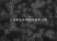 Millipore密理博47mm 0.2um黑色聚碳酸酯PC滤膜GTBP04700
